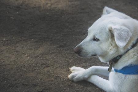 犬にもある アトピー性皮膚炎 とは 愛犬のためのアレルギー情報